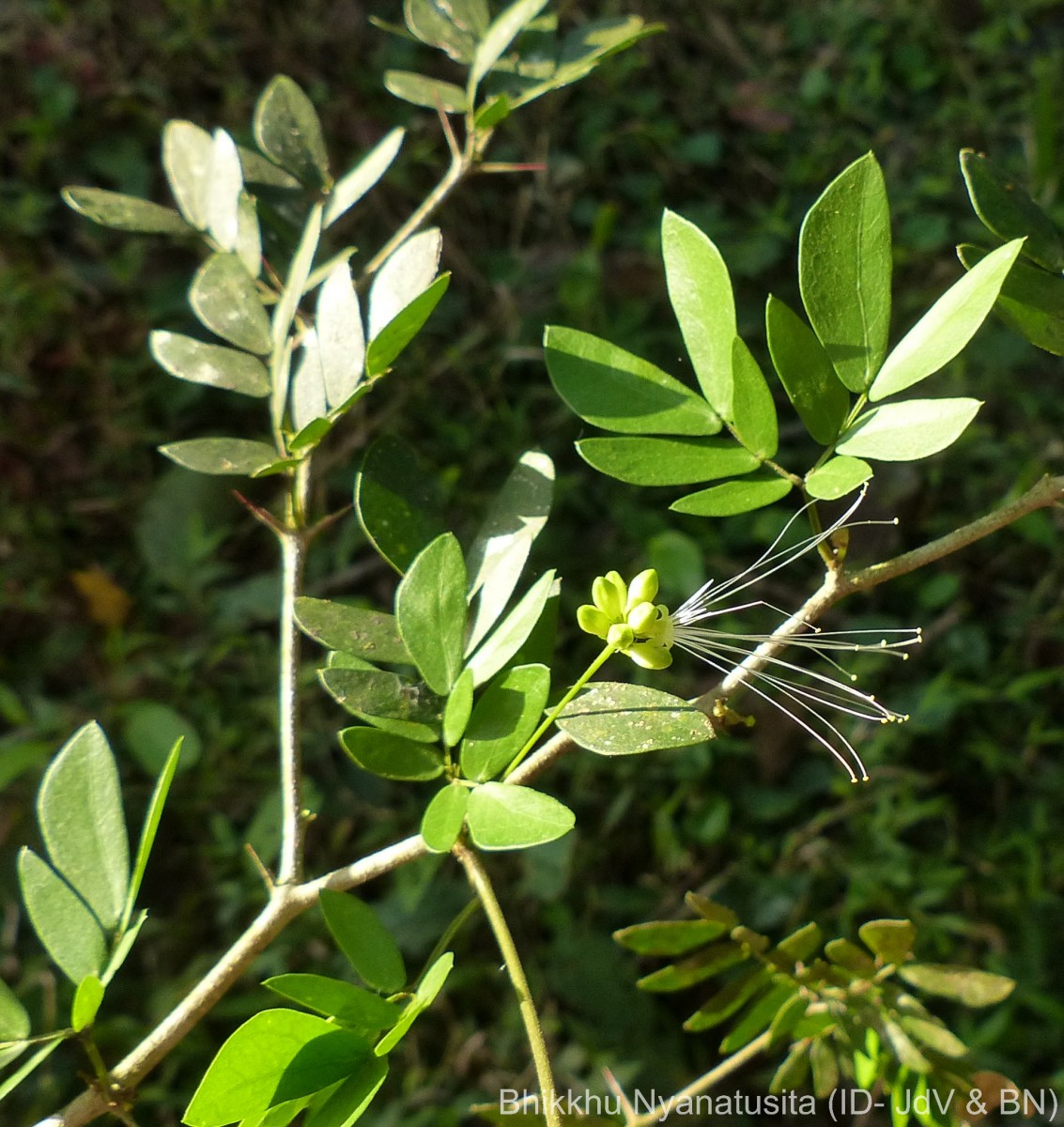 Thailentadopsis nitida (Vahl) G.P.Lewis & Schrire